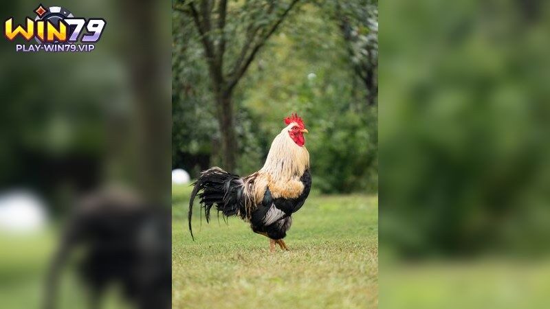 Các Chiến Thuật Hiệu Quả Trong Đá Gà