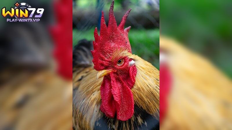 Chiến lược huấn luyện hiệu quả cho kỹ thuật nuôi gà đá