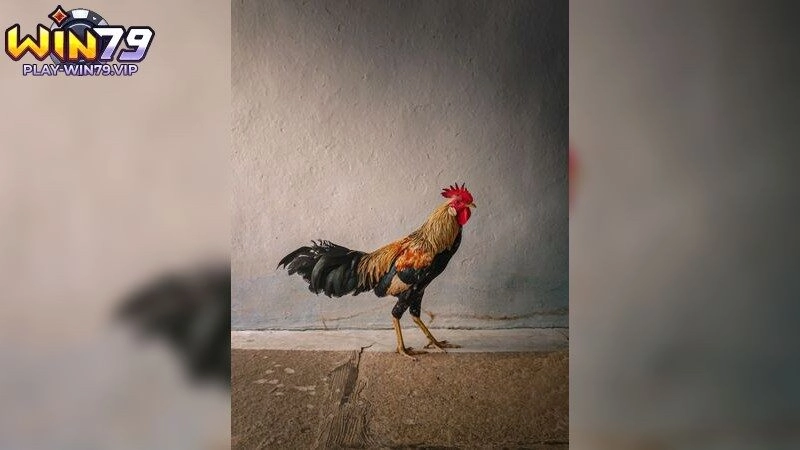 Đá gà cựa sắt – Thử vận may và tranh tài ngay hôm nay