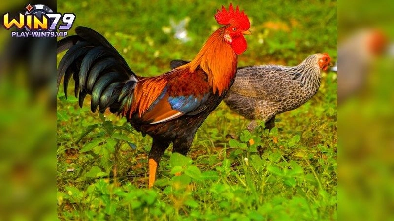 Đá gà miền nam – Trải nghiệm đỉnh cao tại các sới lớn