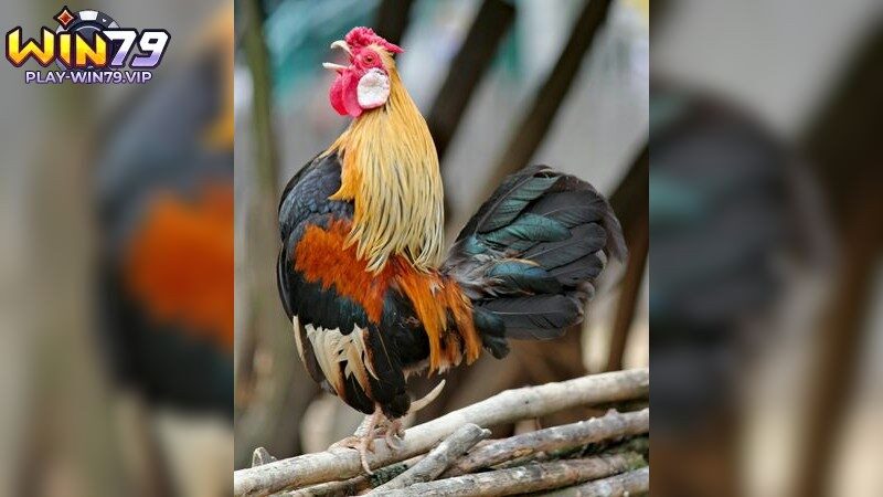 Lợi ích của đá gà thomo