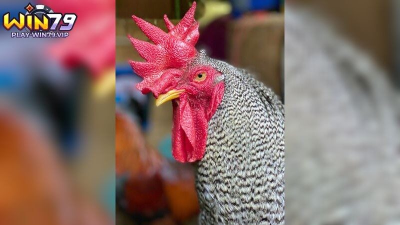 Lợi ích khi tham gia đá gà c1