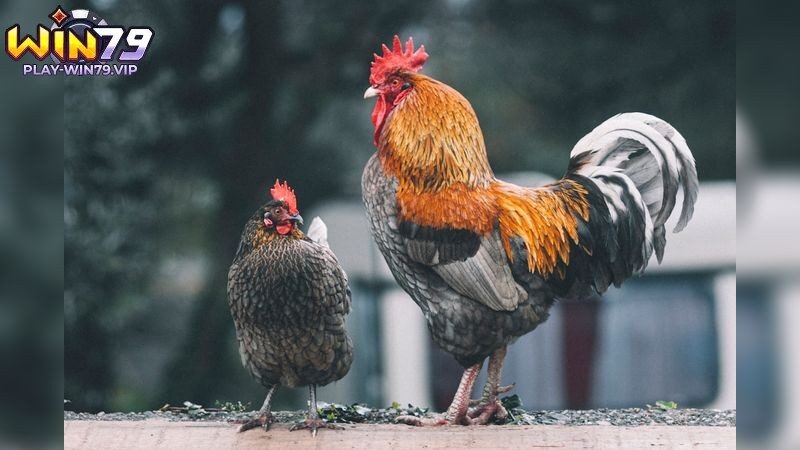Nắm bắt cơ bản về kỹ thuật nuôi gà đá