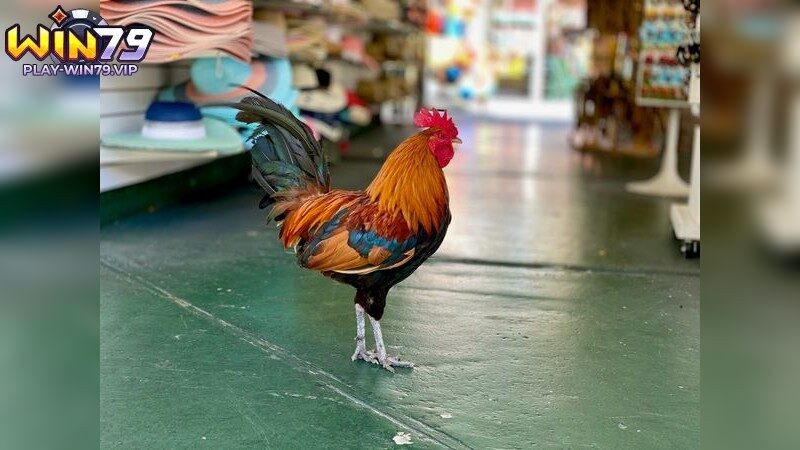 Những nét độc đáo trong các trận đá gà
